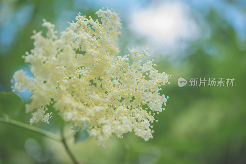 接骨木(Sambucus nigra)花